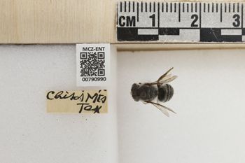 Media type: image;   Entomology 790990 Aspect: Labels